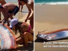 मैक्सिको के बीच पर दिखीं ‘प्रलय की मछलियां’, महिला ने कैमरे में कैद किया दुर्लभ दृश्य