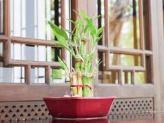 घर में बांस का पौधा लगाने से पहले जान लें सही दिशा, गलत जगह लगा तो हो सकता है नुकसान