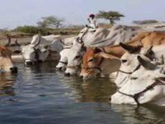 ‘गो संरक्षण मिशन’ में शामिल होंगी ग्रामीण महिलाएं और किसान उत्पादक संगठन