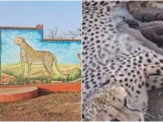 कूनो नेशनल पार्क में ज्वाला चीता ने दिया पांच शावकों को जन्म, चीतों की संख्या पहुंची 50 के पार