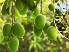 सहारनपुर में सालभर फल देने वाला ‘सदाबहार आम’ बना आकर्षण