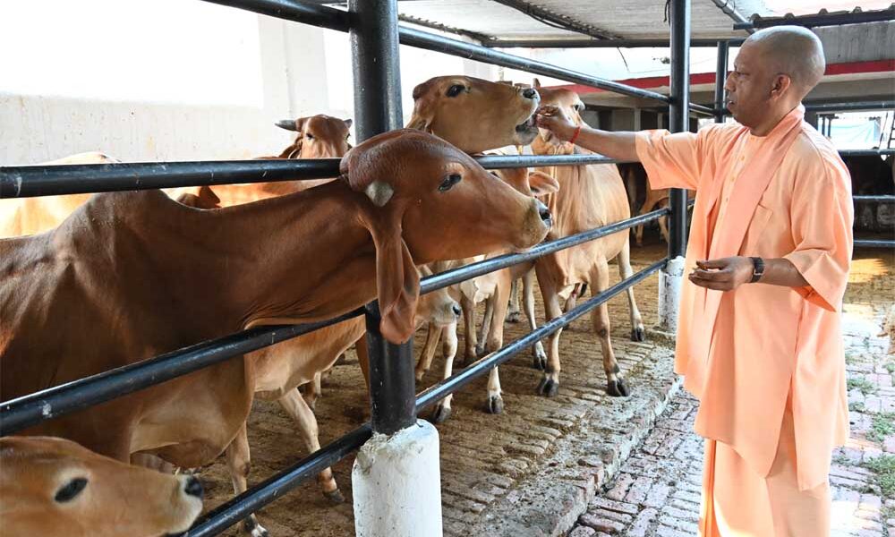 गुड़-रोटी खिलाकर सीएम योगी ने की गोसेवा स्नेहिल थपकी देकर गायों-गोवंश को खूब दुलारा मुख्यमंत्री ने