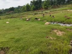 कम बारिश से बरवाडीह में बालू संकट की आहट, नदियों में नहीं हुआ प्राकृतिक पुनर्भरण