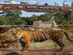 इंदौर चिड़ियाघर में बढ़ेगा आकर्षण, आएगा एक सींग वाले गैंडों का जोड़ा, 700 किमी दूर से पहुंचेगा दरियाई घोड़ा ‘सतीश’
