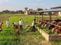यूपी में गोचर भूमि मुक्त, गोवंश के लिए बढ़ेगी हरे चारे की व्यवस्था