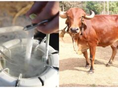 राजस्थान में जेंडर सॉर्टेड सीमन तकनीक को मिली वैज्ञानिक पुष्टि