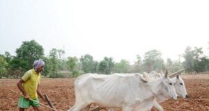 प्रदेश में मानसून के दस्तक के साथ ही खेती-किसानी में तेजी