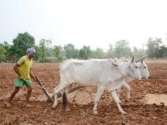 मुख्यमंत्री डॉ. यादव 10.54 लाख किसानों के खातों में 1460.25 करोड़ की राशि करेंगे अंतरित