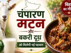 चंपारण मटन और बकरी दूध को मिलेगी नई पहचान, GI टैग की तैयारी
