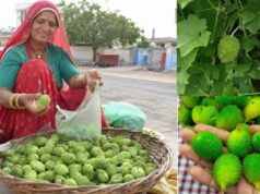 खेतों की झाड़ियों वाला कीकोड़ा बना किसानों का हरा सोना, बढ़ी कमाई