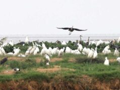 विदिशा का कागपुर तालाब बना पक्षी कंजर्वेशन रिजर्व, बगुला-रामचिरैया समेत कई पक्षियों को मिलेगा संरक्षण