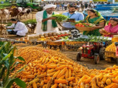 MP Krishi Mandi Categorization: 6 करोड़ कमाई और 2.5 लाख टन आवक पर मिलेगी ‘क’ श्रेणी, जानें मध्य प्रदेश सरकार का नया फॉर्मूला