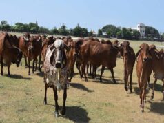 निराश्रित गौवंश संरक्षण के लिए राज्य सरकार की बड़ी पहल, गौधाम योजना का बढ़ रहा दायरा
