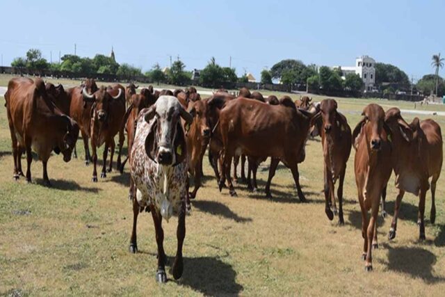 cow_cow_40_3.jpg