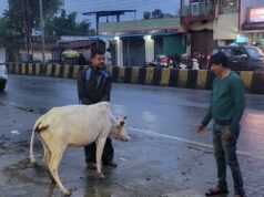 रेडियम बेल्ट से सजे आवारा मवेशी, हाईवे हादसे रोकने की अनोखी पहल