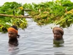 सरयू नदी का जलस्तर बढ़ा, सिवान के दियारा इलाके में बाढ़ जैसे हालात