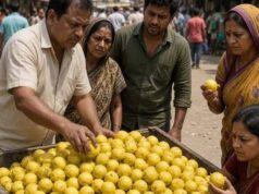 जोधपुर में नींबू के तेवर तीखे, 250 रुपए किलो पहुंचा भाव; 10 रुपए में मिल रहा सिर्फ एक नींबू