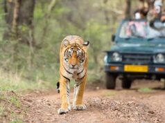 झारखंड में 1 अक्टूबर से जंगल सफारी शुरू, ऑनलाइन बुकिंग भी चालू