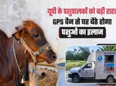 गोवंश को तुरंत मिलेगा उपचार, हर जिले में बनेगा इमरजेंसी रेस्क्यू सिस्टम