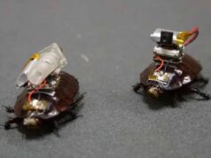 Cockroach Drone: इजरायल की रोबोटिक कीड़ों की रिसर्च, कॉकरोच ड्रोन पर हो रहा काम