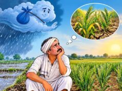 खंडवा में औसत से 100 मिमी कम बारिश, रबी फसल पर मंडराया सिंचाई संकट