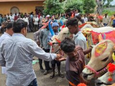 CG में पोला पर्व की धूम, CM विष्णुदेव साय कार्यक्रमों में होंगे शामिल