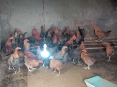 मुर्गी पालन ने बदली रजनी की राह, आत्मनिर्भरता की ओर बढ़ाया कदम
