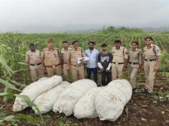 ऑपरेशन ग्रीन स्ट्राइक के तहत बड़वानी पुलिस की बड़ी कार्रवाई