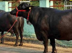 मंदसौर की कालिया गैंग का आतंक, तीन राज्यों से चुराईं 120 भैंसें; 40 वारदातें कबूली