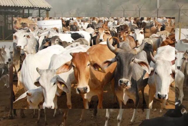 cow_141_2-1.jpg