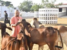 गोरखनाथ मंदिर की गोशाला में सीएम योगी ने की गोसेवा
