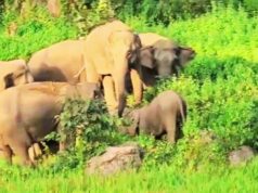 छत्तीसगढ़ में 53 हाथियों के झुंड ने स्कूल की बाउंड्री तोड़ी, धान की फसल रौंदी; बच्चों में दहशत