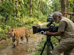 रणथंभौर की ‘मछली’ के बाद यूपी के जंगलों पर नल्ला मुथु की नजर, वन विभाग ने खोला नया प्लान
