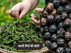 पचमढ़ी में अब होगी काली मिर्च और दालचीनी की खेती, किसानों को मिलेंगे पौधे
