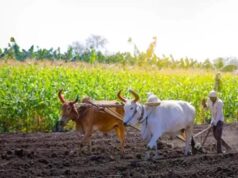 झारखंड में धान बेचने के लिए सिर्फ 1.65 लाख किसानों ने कराया रजिस्ट्रेशन, 29 लाख किसान चिह्नित