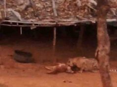 कूनो में चीते की मौत की होगी दोहरी जांच, STF के साथ केंद्रीय कमेटी भी खंगालेगी मामला