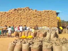 छत्तीसगढ़ में 15 नवंबर से धान खरीदी, ₹3100 MSP और 21 क्विंटल प्रति एकड़ की सीमा; जानें टोकन कैसे मिलेगा