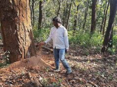 डिंडौरी में डेढ़ लाख पेड़ों की कटाई का लक्ष्य, अब तक सिर्फ 4516 पेड़ कटे
