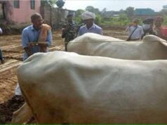 नाना पाटेकर का बिहार से खास नाता, कभी खेत में हल चलाया तो जवानों के बीच सुनाए फिल्मी डायलॉग