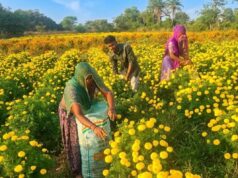 चित्तौड़गढ़ में गेंदे की खेती से चमकी किसानों की किस्मत, 70 बीघा में हो रही फूलों की खेती
