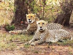 चीतों के स्वागत को तैयार नौरादेही, 7 अक्टूबर को कूनो से लाए जाएंगे 2 चीते; बनेगा तीन बड़ी बिल्लियों का घर