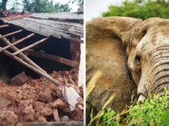 CG में हाथियों का तांडव, सुबह 3 बजे गांव में घुसे झुंड ने मवेशियों को कुचला