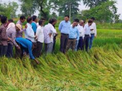 अर्नब तूफान से प्रभावित किसानों को राहत देने सक्रिय हुआ प्रशासन, फसल क्षति का सर्वे शुरू