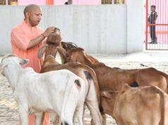 प्रदेश के सभी 75 जिलों में खुलेंगे पंचगव्य के आउटलेट, गोमूत्र और गोबर से तैयार होंगे उत्पाद