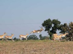 मानव–वन्य प्राणी संघर्ष और फसल क्षति कम करने के लिए कृष्ण-मृग स्थानांतरण अभियान का दूसरा चरण हुआ प्रारंभ