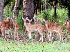 बफर जोन में वन्यजीव पर्यटन का बढ़ रहा आकर्षण